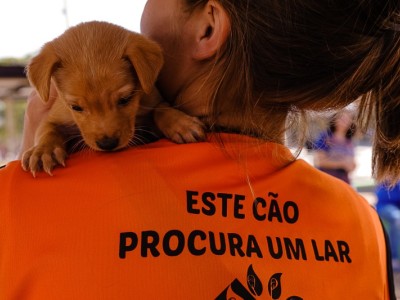 adocao de pets